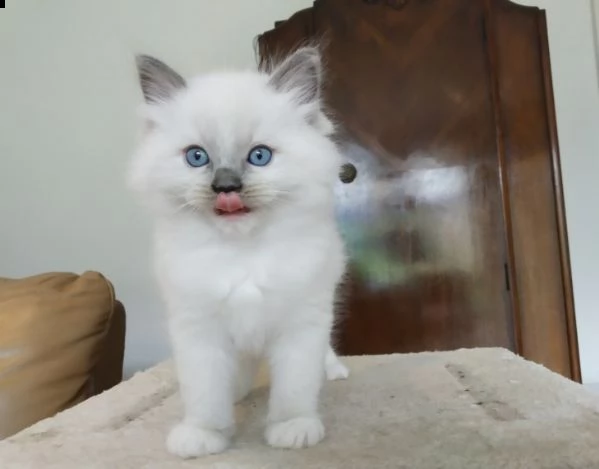 sacro di birmania di 75giorni | Foto 0