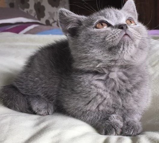 british shorthair pedigree | Foto 1