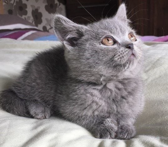 british shorthair pedigree | Foto 0