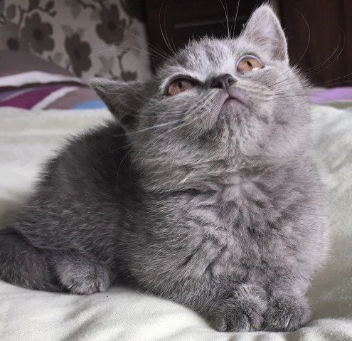 british shorthair pedigree
