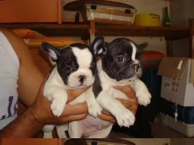 regalo bulldog francese cuccioli disponibile....
