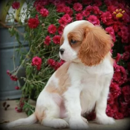 regalo cuccioli di cavalier king