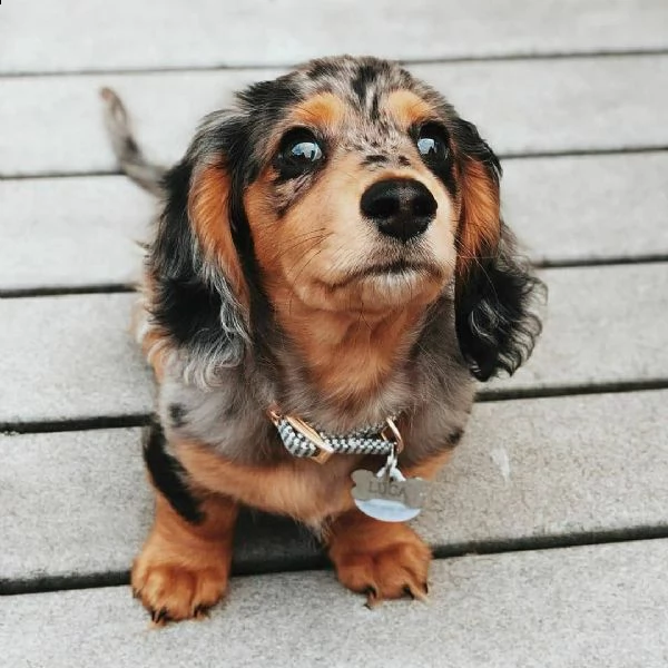 splendidi cuccioli bassotto