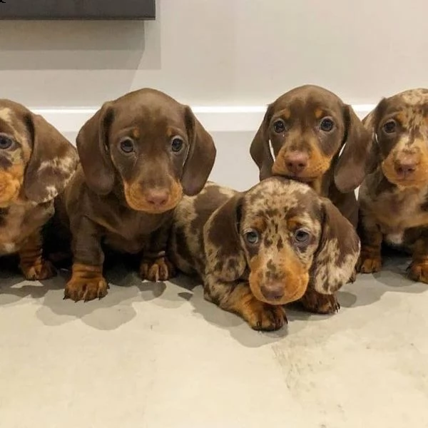 splendidi cuccioli bassotto | Foto 3