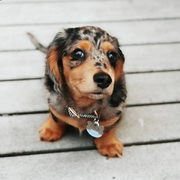 splendidi cuccioli bassotto | Foto 0