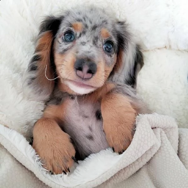 giocoso teacup bassotto cuccioli per adozione: | Foto 1