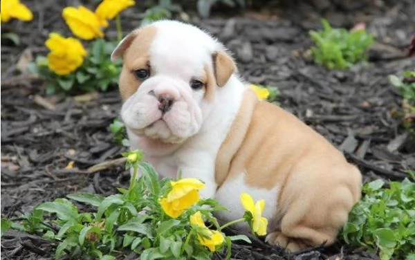 cucciolo bulldog inglese.