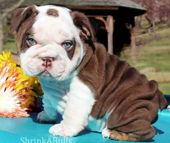 cucciolo bulldog inglese.//
