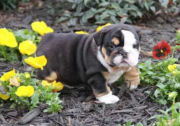 cucciolo bulldog inglese!