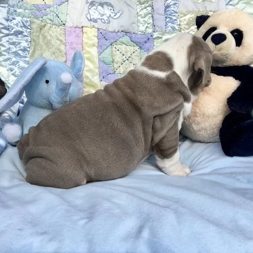 cucciolo bulldog inglese!!!