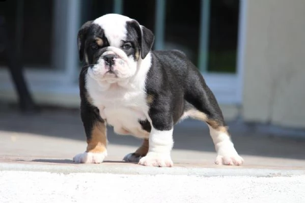 cucciolo bulldog inglese!!!!