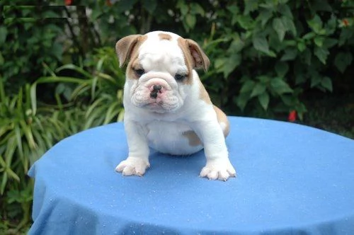 cucciolo bulldog inglese!!<