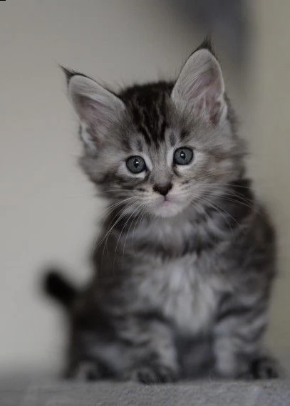 mainecoon, con pedigree | Foto 0