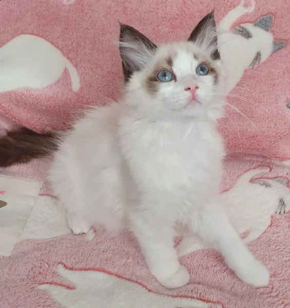 cuccioli gatto ragdoll