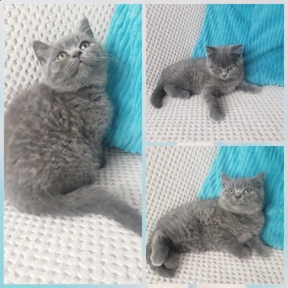 british shorthair silver e blue | Foto 0