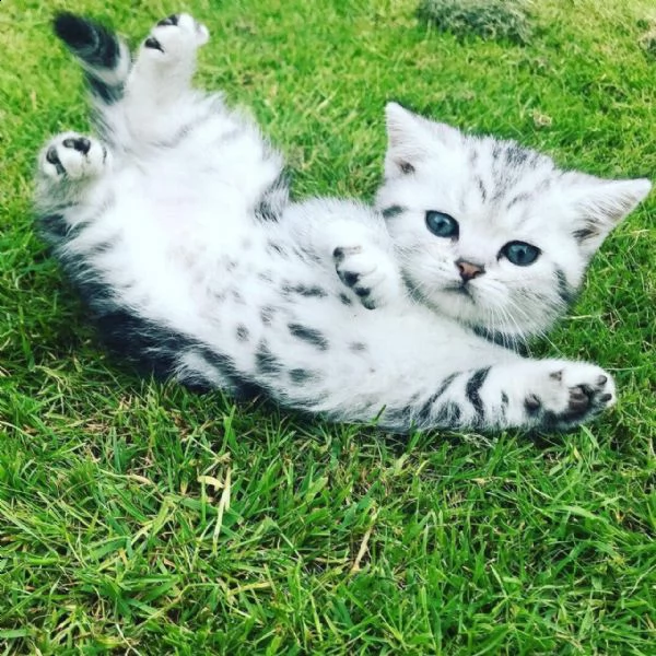 british shorthair silver e blue