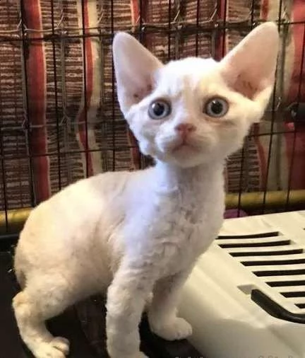 due cuccioli di gatto devon rex