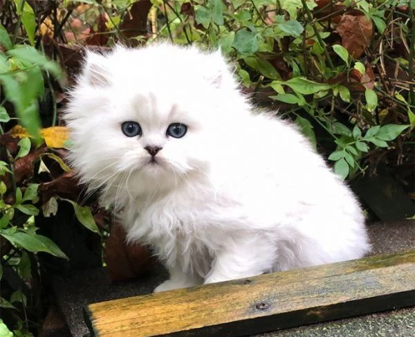 cuccioli gattini persiano