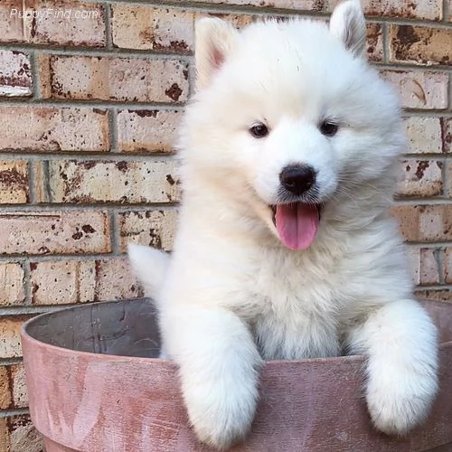 cucciolo di siberian husky !!*