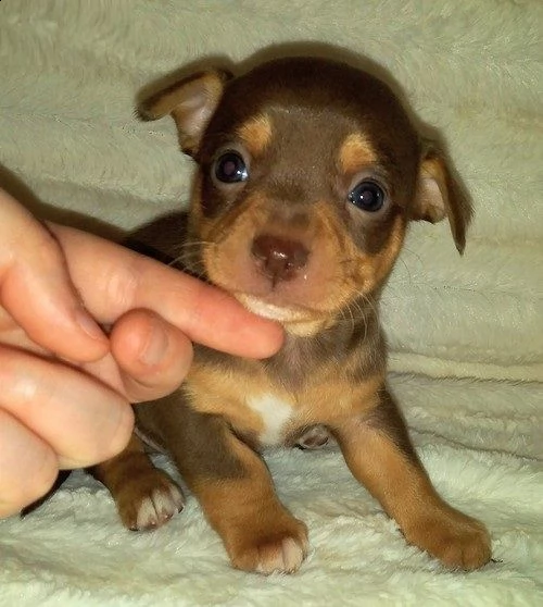  chihuahua cuccioli  