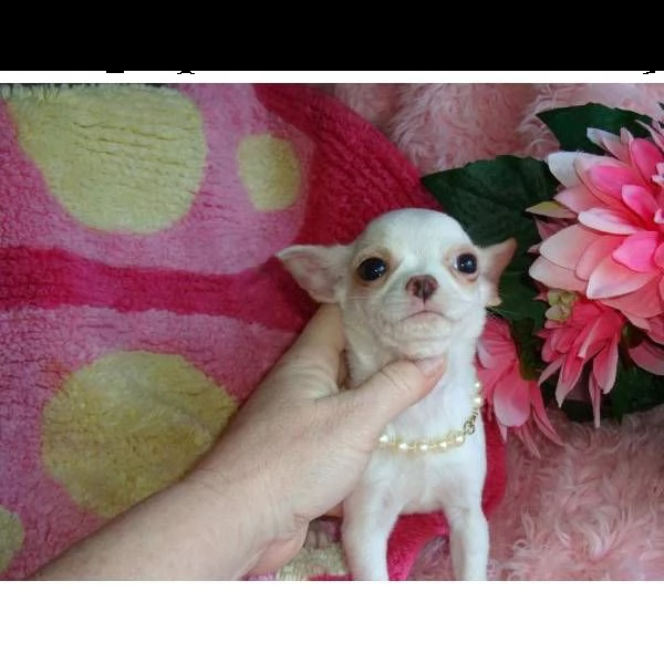  chihuahua cuccioli in regalo!!!