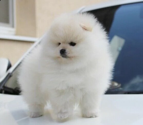 spitz pomerania nano di 11 settimane ceduti con due vaccini sverminazione