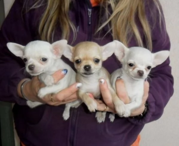 disponibili cuccioli di bellissimi chihuahua dolci e favolosi di 70 giorni 