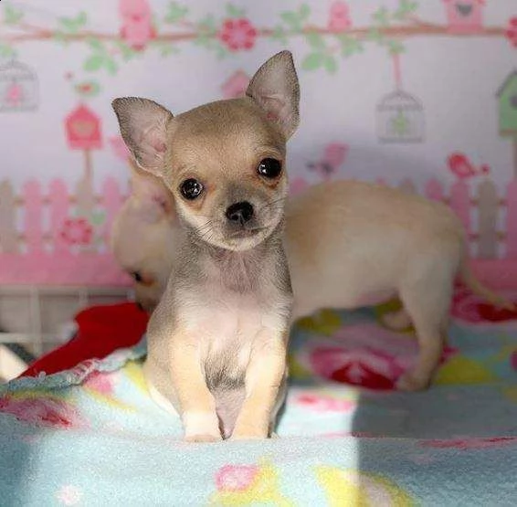 mini chihuahua micro toy champagne di 60 giorni favolisissimi con primo vaccino