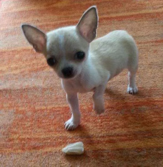 affettuosi cucciolini chihuahua mini buonissimi gentilissimi e eccellentissimi 