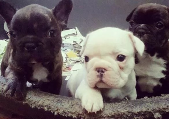 tenerissimi cuccioli di bulldog francese possessivissimi e curiosissimi di 70 giorni 