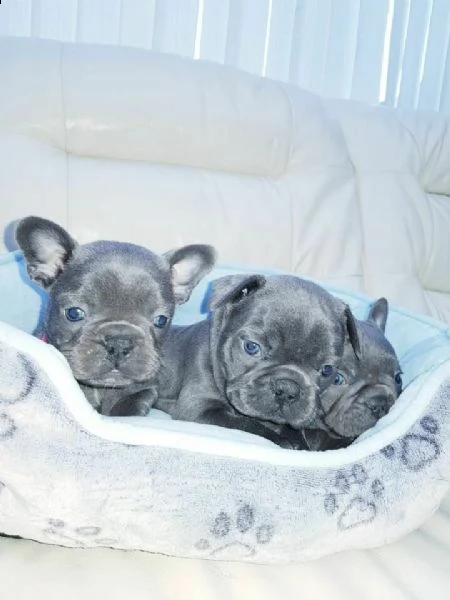 cuccioli bulldog francese total blu occhi blu