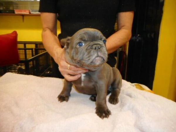 bulldog francese blu