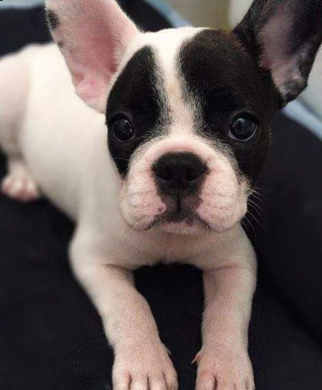 cucciolotti di bulldog francese cucciolini intrigantissimi inteligentissimi 