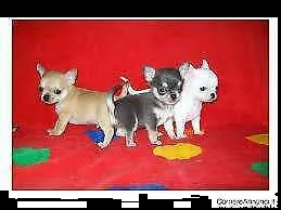 cuccioli di chihuahua toy tricolor di 90 giorni con primo vaccino prima sverminazione 
