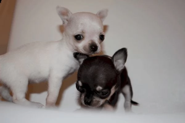 disponibili cuccioli di chihuahua toy amorevolissimi perfetti e vivaci 