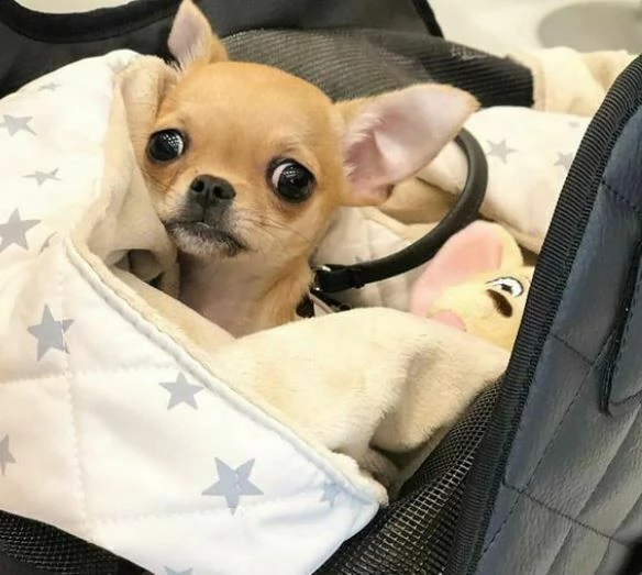 piccoli cucciolini chihauhaua nani gentilissimi perfettissimi e piccolissimi di 2 mesi 