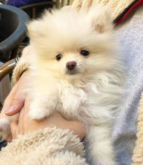 cuccioli di volpino della pomerania micro toy di 80 gi