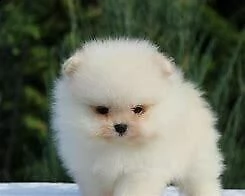 cucciolo di spitz mini toy dolcissimo inteligentissimo e velocissimo