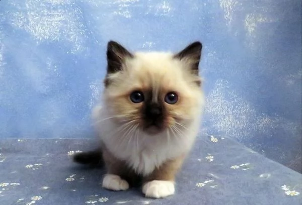 sacro di birmania di 2 mesi gattini disponibili