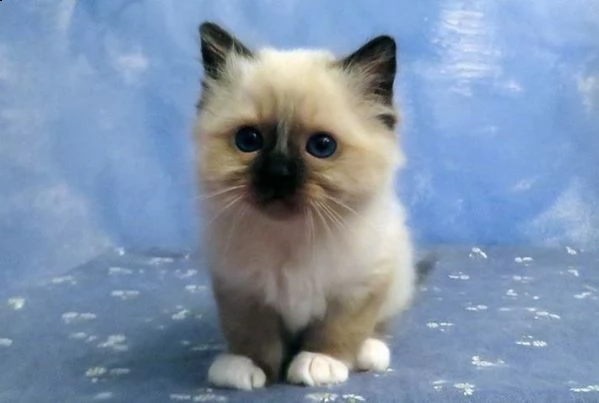 splendida gatti fiv-felv-hcm sacro di birmania