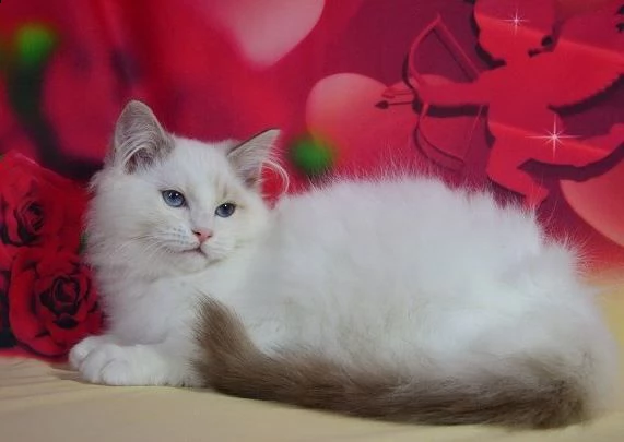 bellissimi gatti ragdoll di 2 mesi