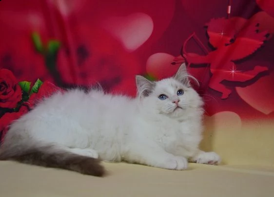 cuccioli ragdoll seal mitted