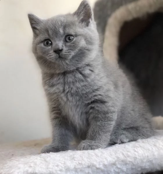 gattini british shorthair