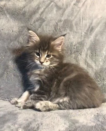 maine coon 75gg