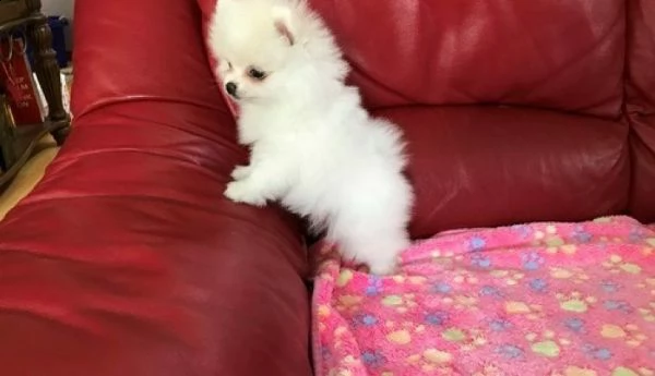 disponibili cuccioli di spitz della pomerania toy bellissimi e affettuosissimi