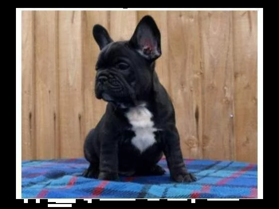 cucciolo di bull dog francese perfettissimi amorevolissimi generosissimi 