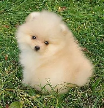 disponibili cuccioli di spitz pomerania toy bellissimi gioiosi e dolci 