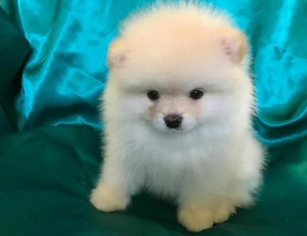 cucciolo di volpini pomerania toy gioiosissimi e eccellentissimi di 80 giorni