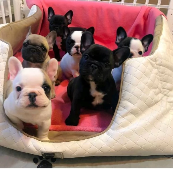 cedo 2 bellissimi cuccioli di bulldog francese 80 giorni vaccinati 