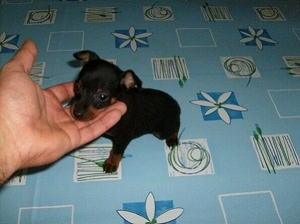 disponibili cuccioli di pinscher nano toy taglia molto piccola